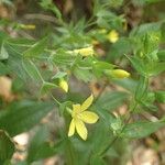 Ixanthus viscosus Flower