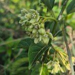 Stephanotis abyssinica Λουλούδι