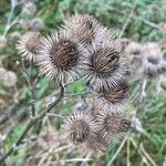 Arctium minus Fruit