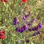 Vicia eriocarpa Blodyn