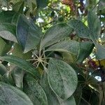 Schefflera heptaphylla 葉