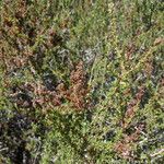 Adenostoma fasciculatum Fruto