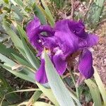 Iris lutescens Virág