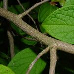 Stewartia pseudocamellia Cortiza