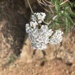 Achillea odorataᱵᱟᱦᱟ