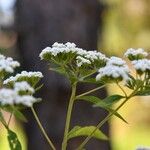 Stevia ovata Žiedas