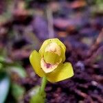 Maxillaria moralesii Flower