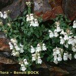 Antirrhinum sempervirens Habit