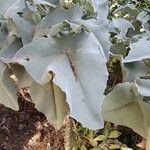 Kalanchoe beharensis Hoja