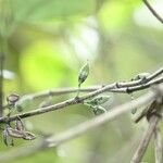 Geniostoma borbonicum Плод