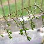 Thymus serpyllum 葉