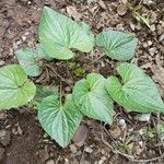 Viola pubescens Folha