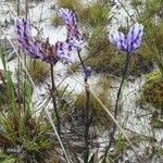 Burmannia disticha Flor
