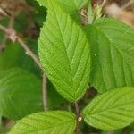 Rubus phoenicolasius Blatt