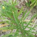 Pedicularis ascendens Leaf