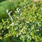 Senecio sylvaticus Foglia