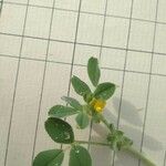 Medicago rigidula Flower