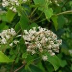 Mikania scandens Flower