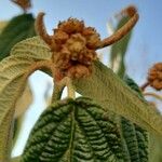 Viburnum rhytidophyllum Plod