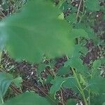 Spiraea chamaedryfolia Blad