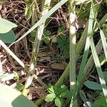 Baptisia australis Bark