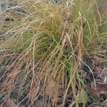 Carex testacea Lapas