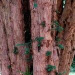 Taxus brevifolia Bark