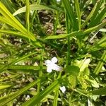 Lindernia dubia 花