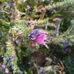 Echium vulgareFlower