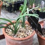 Pancratium canariense Lapas