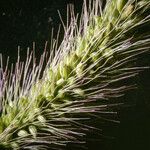 Setaria viridis Fruto