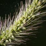 Setaria viridis Fruit