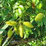 Caesalpinia bonduc برگ