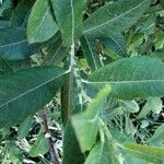 Salix cinerea Leaf