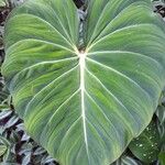 Philodendron gloriosum Fuelha