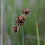 Schoenoplectus tabernaemontani Fruit