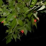 Helicteres guazumifolia Λουλούδι