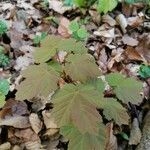 Acer opalus Leaf