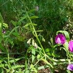 Lathyrus hirsutus 葉