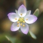 Spergula media Flower