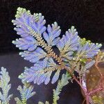 Selaginella willdenowii Лист