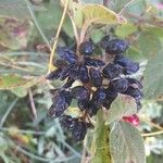 Viburnum lantana Ffrwyth