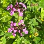 Valeriana graciliflora Folha