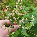 Ageratina altissimaΛουλούδι