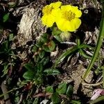 Helianthemum origanifolium Virág