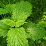 Verbena urticifolia Лист