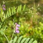 Vicia cassubica പുഷ്പം