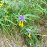 Melampyrum subalpinum Flor