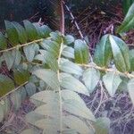 Coriaria myrtifolia Leaf