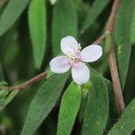 Centradenia inaequilateralis Flower